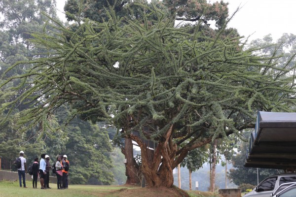 Crescentia alata - Whole tree