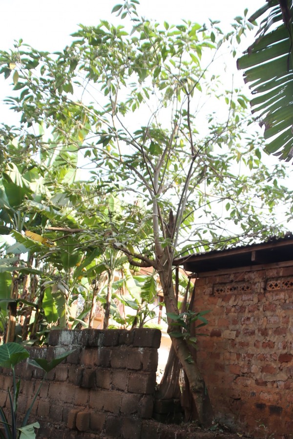 Solanum mauritianum - Whole tree