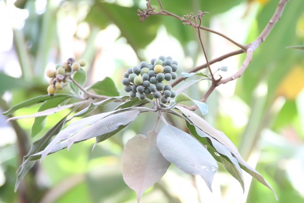 Solanum mauritianum - Leaves