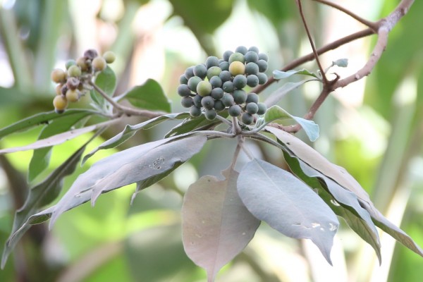 Solanum mauritianum - Fruits