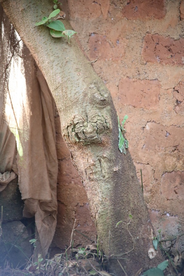 Solanum mauritianum - Bark