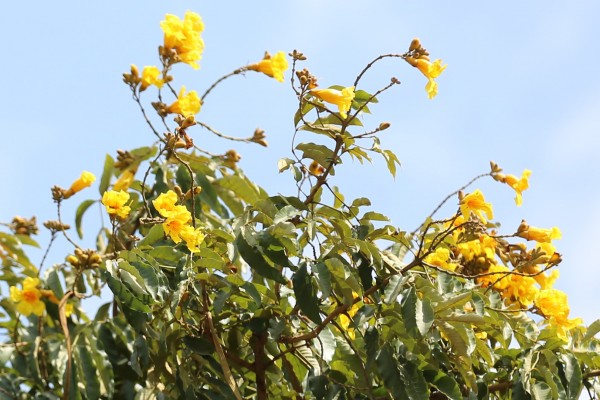 Markhamia lutea - Flowers
