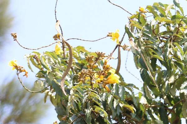 Markhamia lutea - Fruits