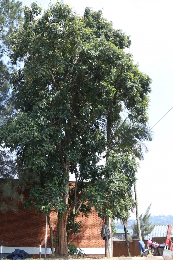 Markhamia lutea - Whole tree