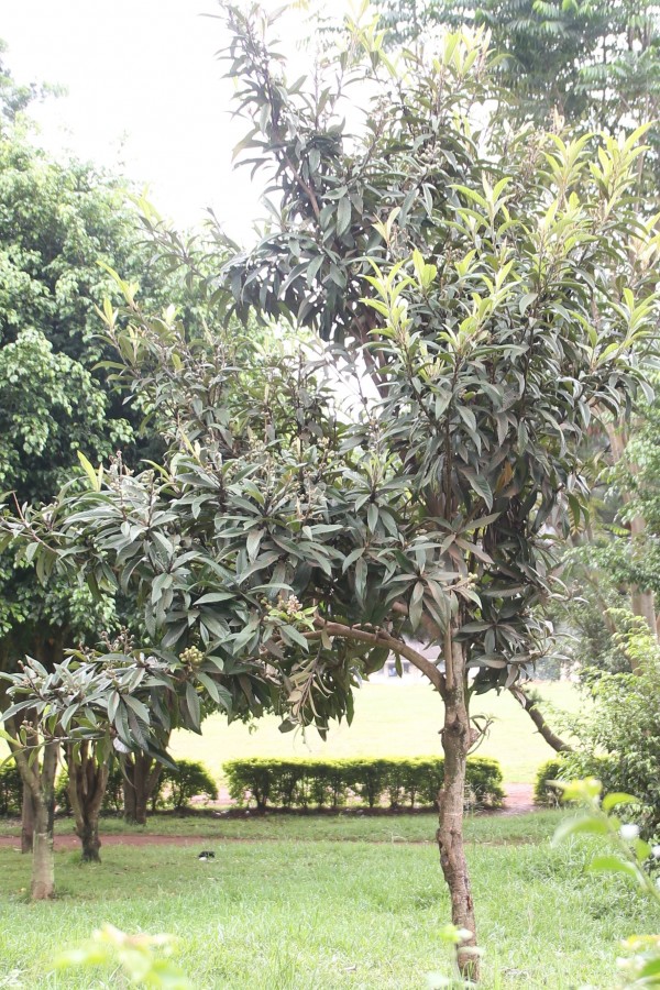 Eriobotrya japonica - Whole tree