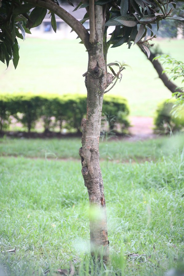 Eriobotrya japonica - Bark