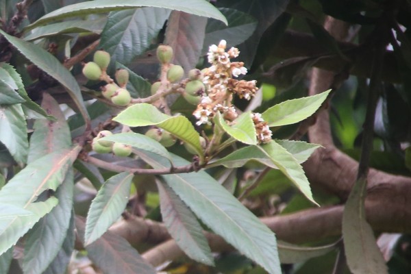 Eriobotrya japonica - Flowers