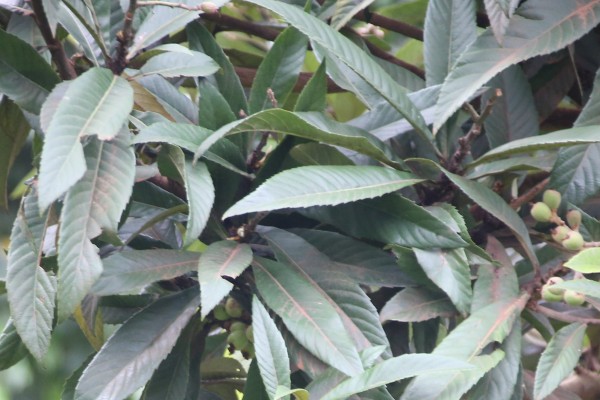 Eriobotrya japonica - Leaves