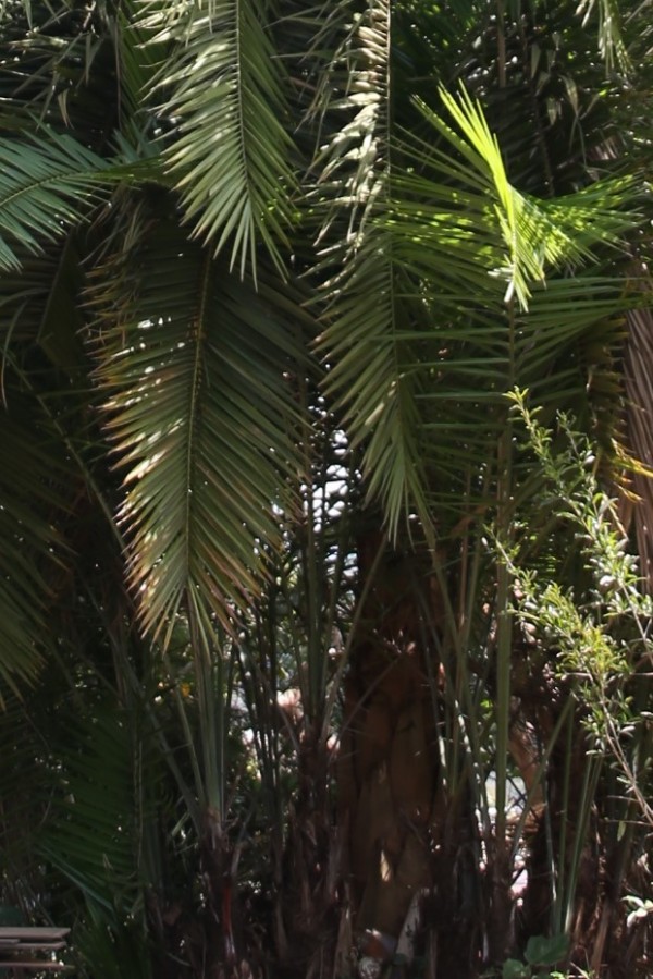Phoenix reclinata - Bark