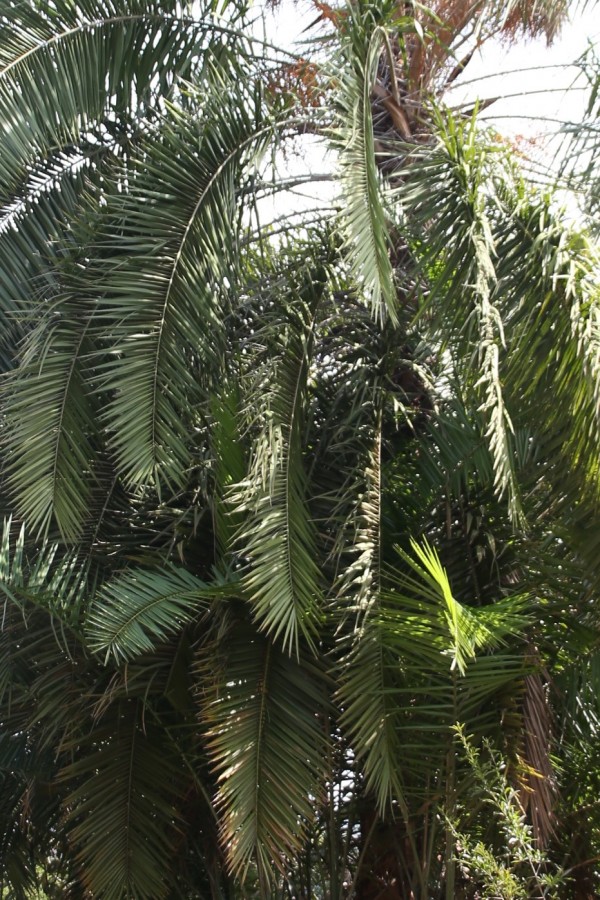Phoenix reclinata - Leaves