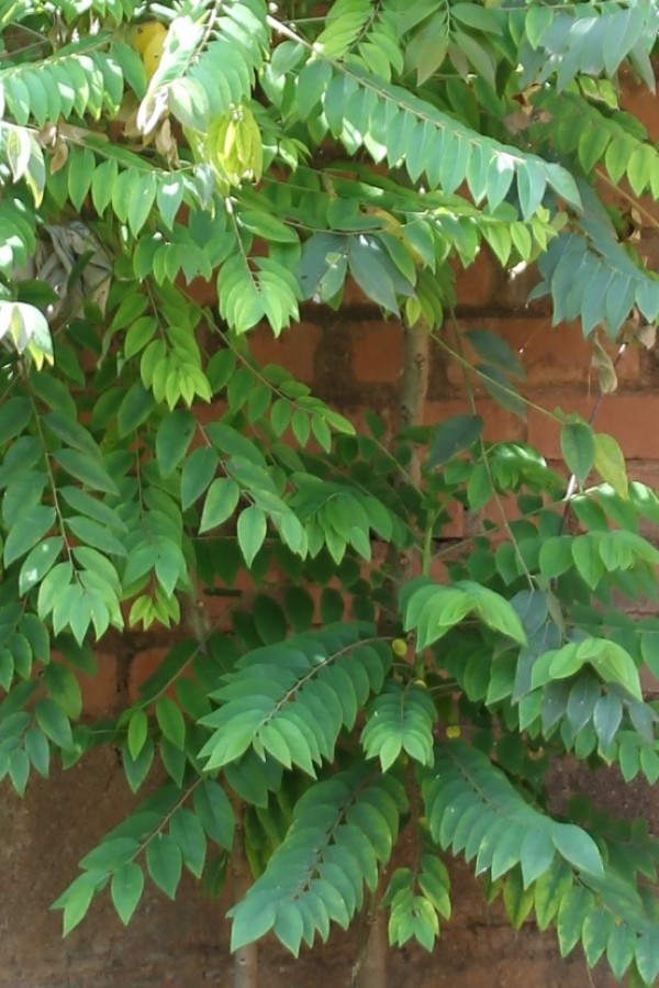Murraya koenigii - Leaves