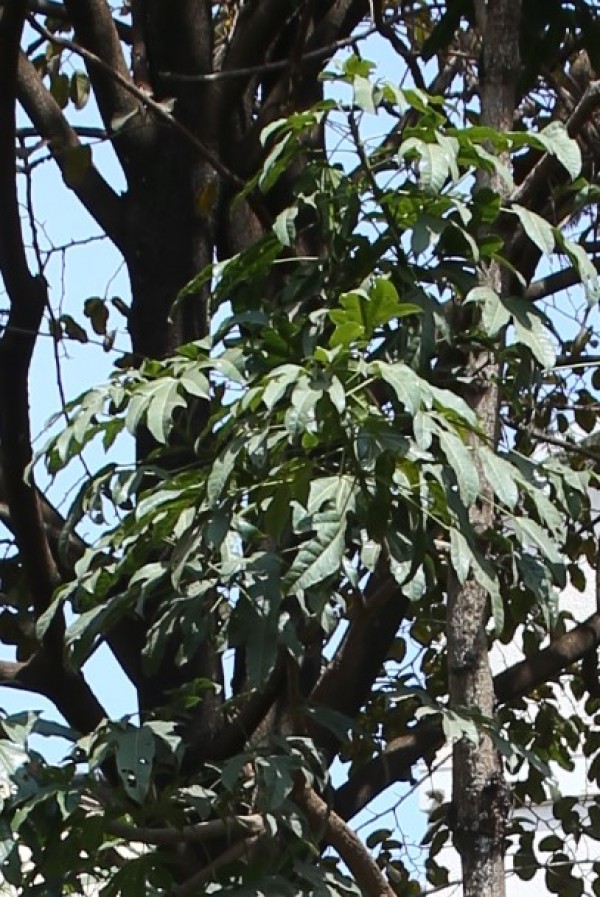 Brachychiton acerifolius - Leaves