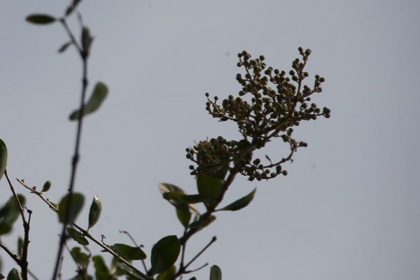 Lawsonia inermis - Fruits
