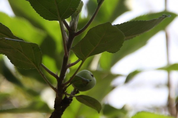Malus pumila - Fruit