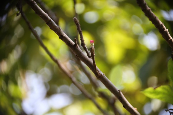 Malus pumila - Bark