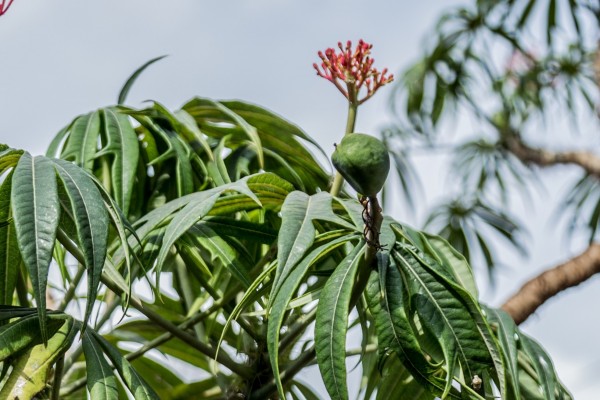 Jatropha multifida - Fruit