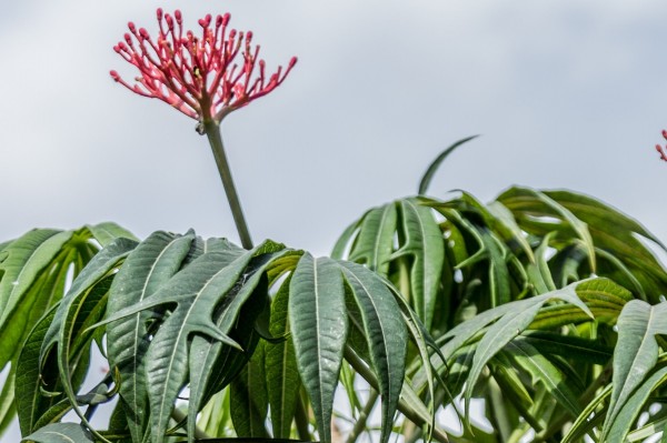 Jatropha multifida - Flowers