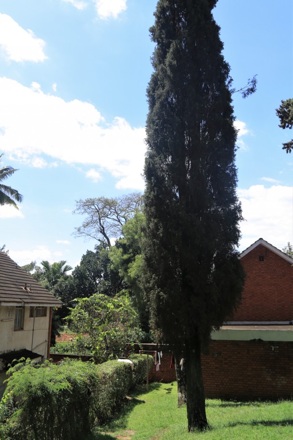 Cupressus sempervirens - Whole tree