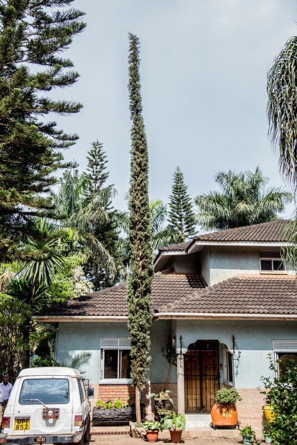 Cupressus sempervirens - Whole tree