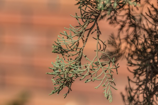 Cupressus sempervirens - Leaves