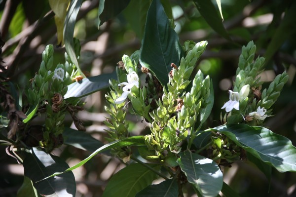 Justicia adhatoda - Flowers