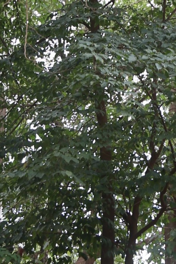Celtis wightii - Leaves
