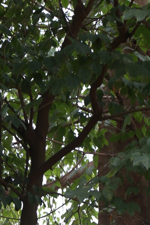 Celtis wightii - Bark