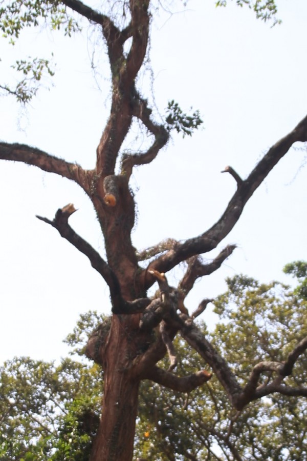 Morinda lucida - Bark