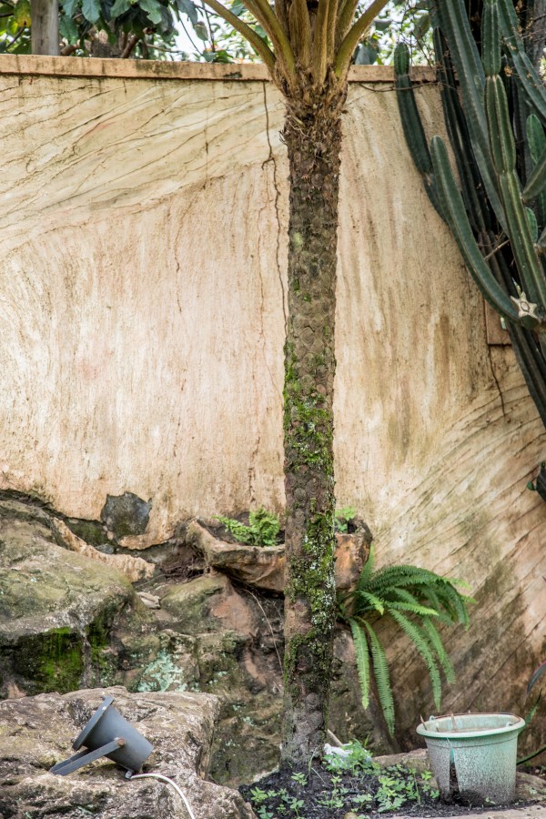 Cyathea cooperi - Bark