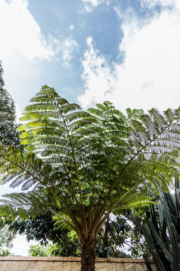 Cyathea cooperi - Leaves