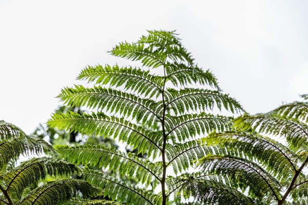 Cyathea cooperi - Leaves