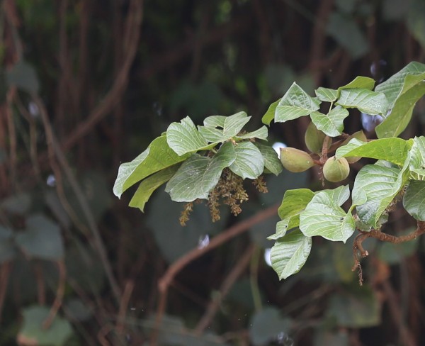Cola gigantean - flower