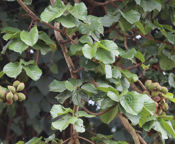 Cola gigantean - leaves