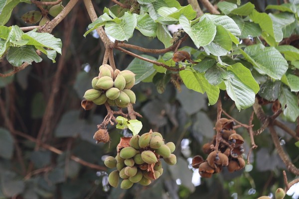 Cola gigantean - Fruits