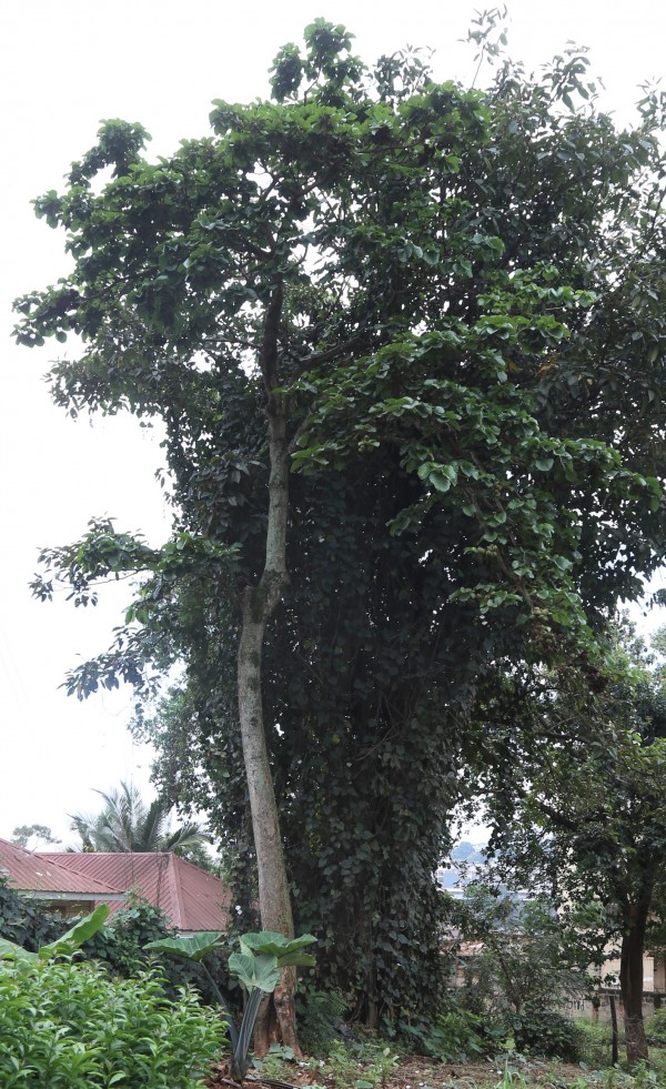 Cola gigantean - whole tree