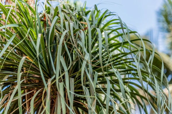 Beaucarnea recurvate - Leaves