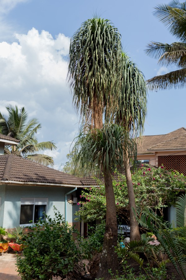 Beaucarnea recurvate - Whole tree