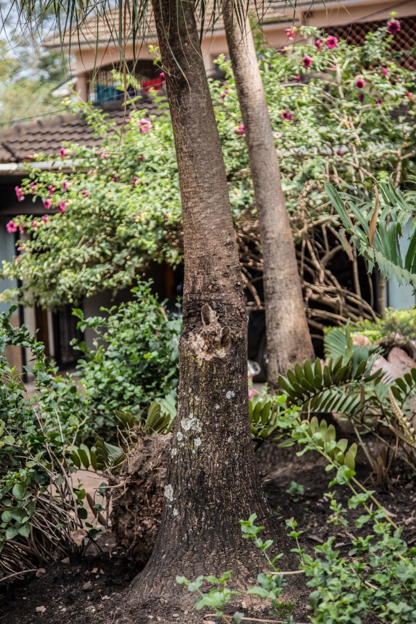 Beaucarnea recurvate - Bark