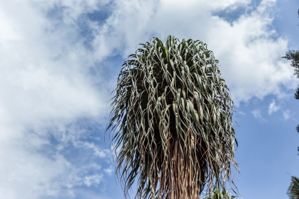 Beaucarnea recurvate - Leaves