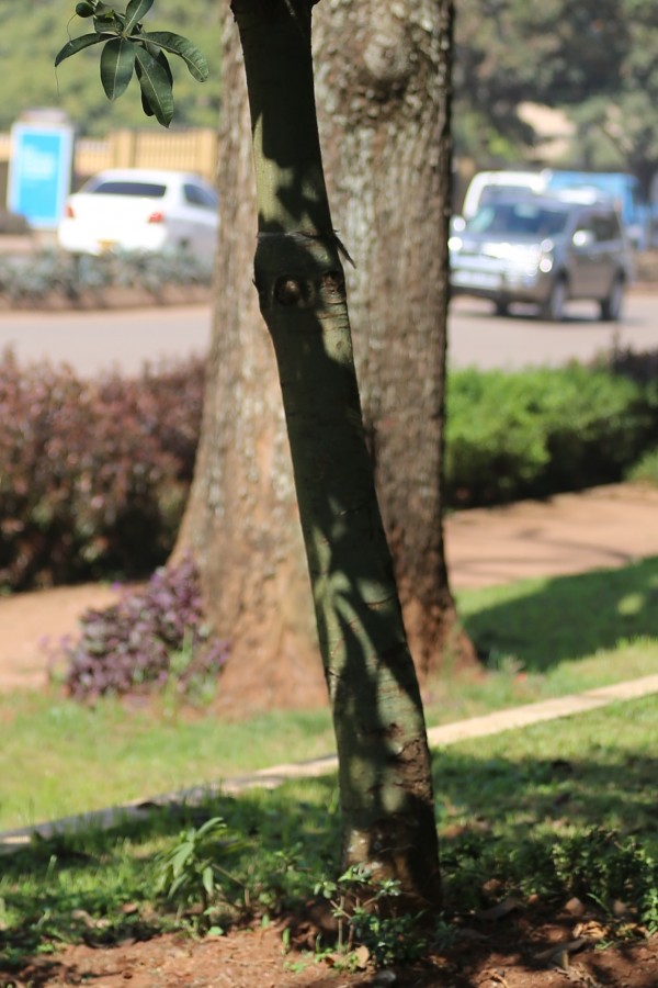 Pachira glabra - Bark