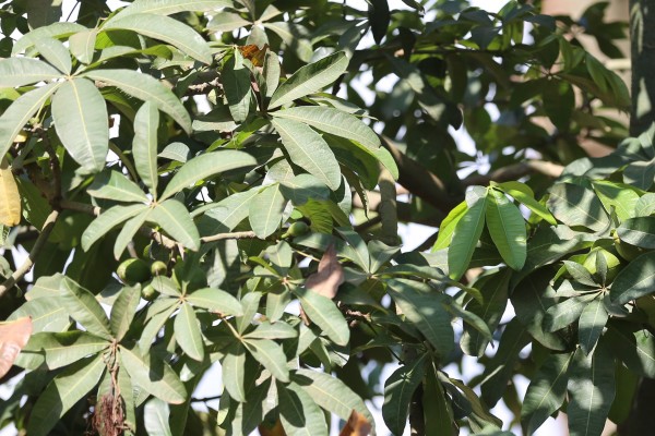 Pachira glabra - Leaves