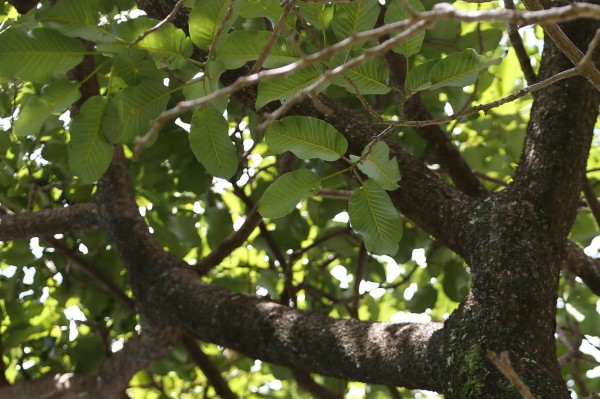 Milicia excelsa (Chlorophora excelsa) - Leaves