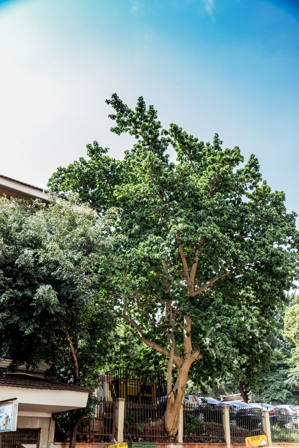 Ficus glumosa - Whole tree