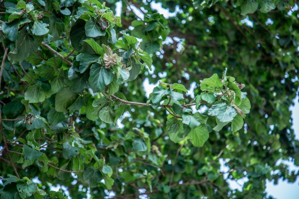 Ficus glumosa - Leaves