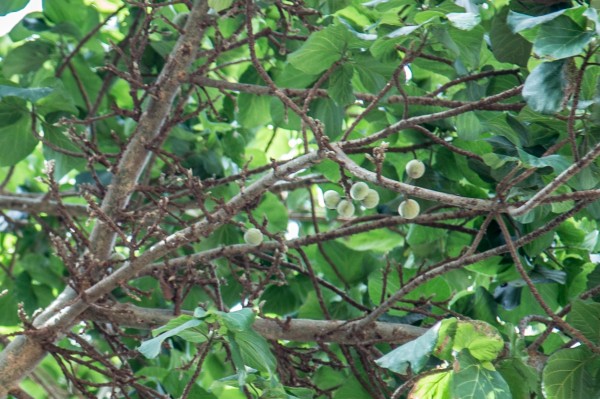 Ficus glumosa - Fruits