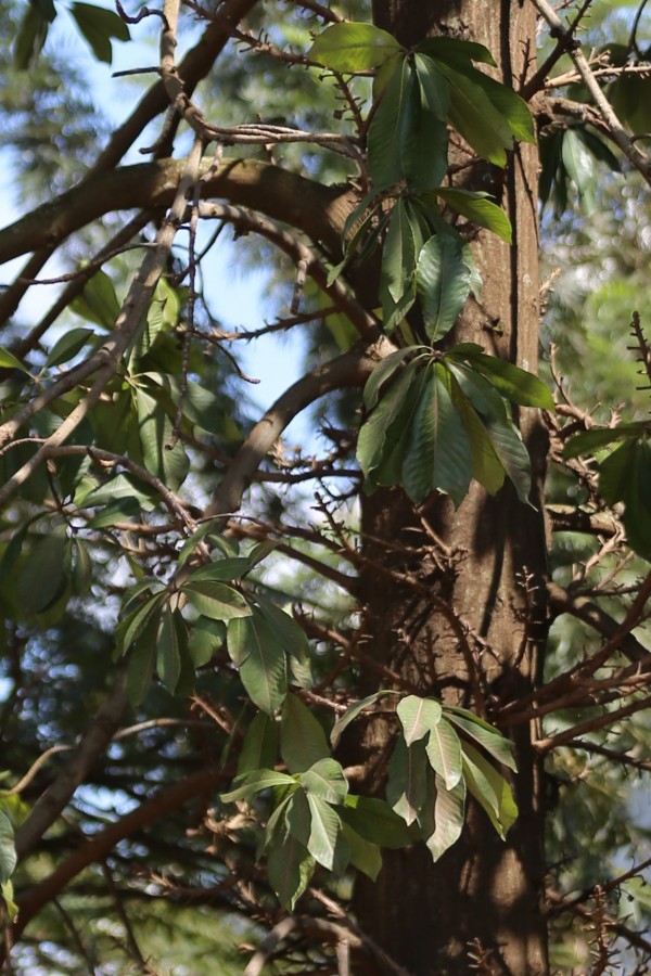 Couroupita guianensis - leaves
