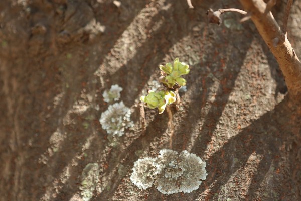 Couroupita guianensis - flower