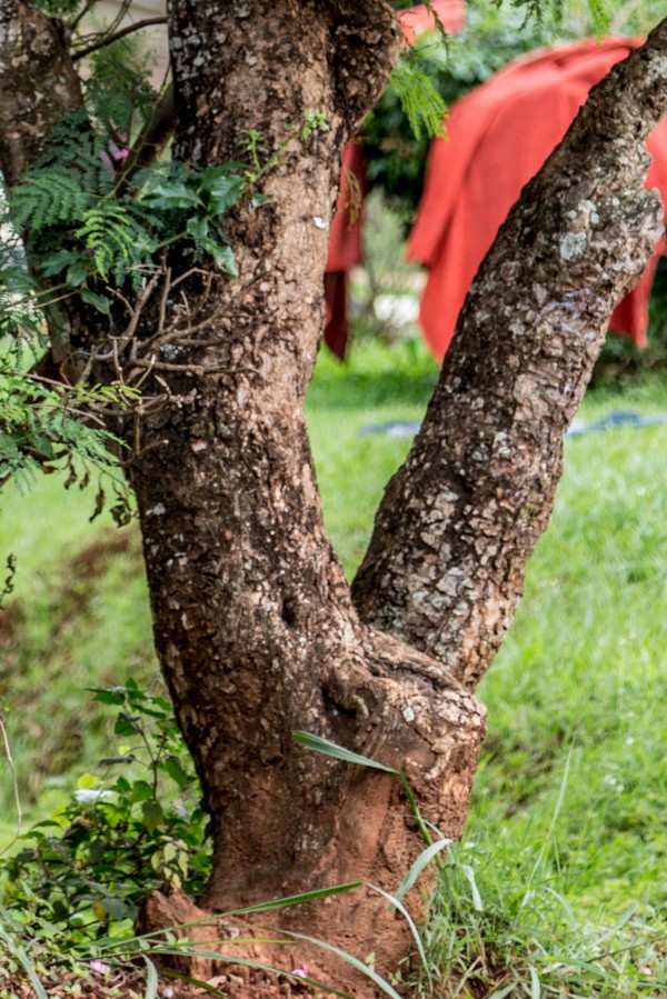 Plumeria alba - Bark
