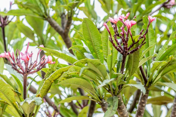Plumeria alba - Flowers