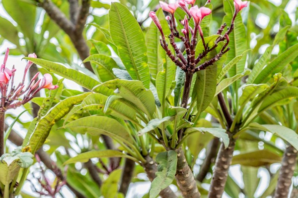 Plumeria alba - Leaves